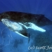 whale_humpback_sb_h_0813_dom0820.jpg